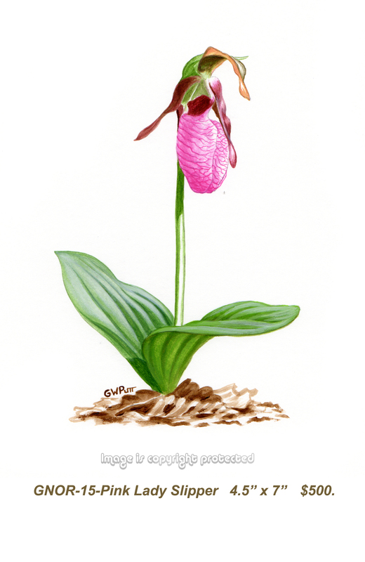 GNOR-915-Pink Lady Slipper   500(1).jpg