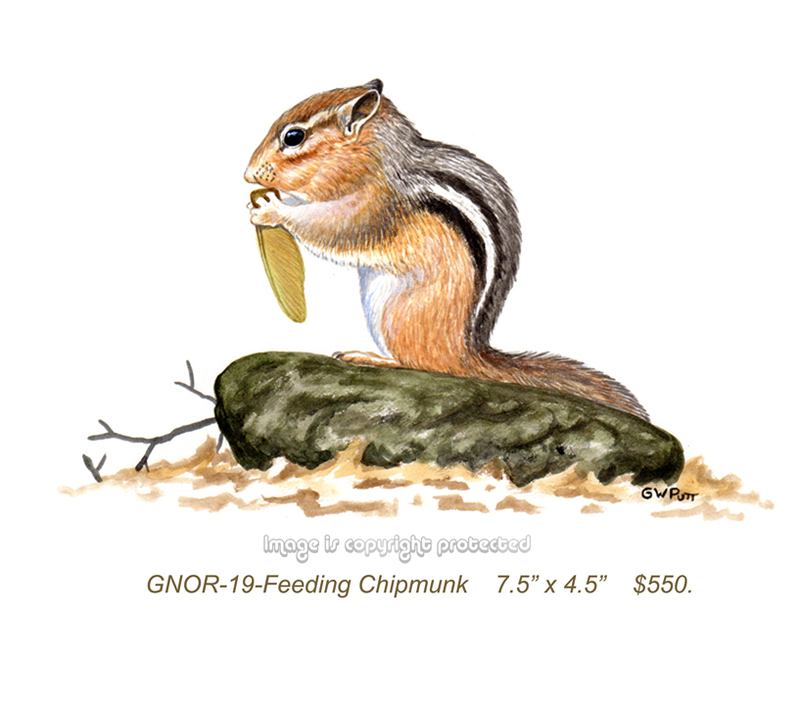GNOR-919-Feeding Chipmunk  550.jpg