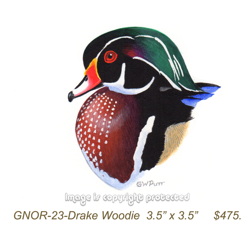 GNOR-923-Drake Woodie   475.jpg