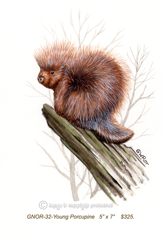 GNOR-932-Young Porcupine   325.jpg