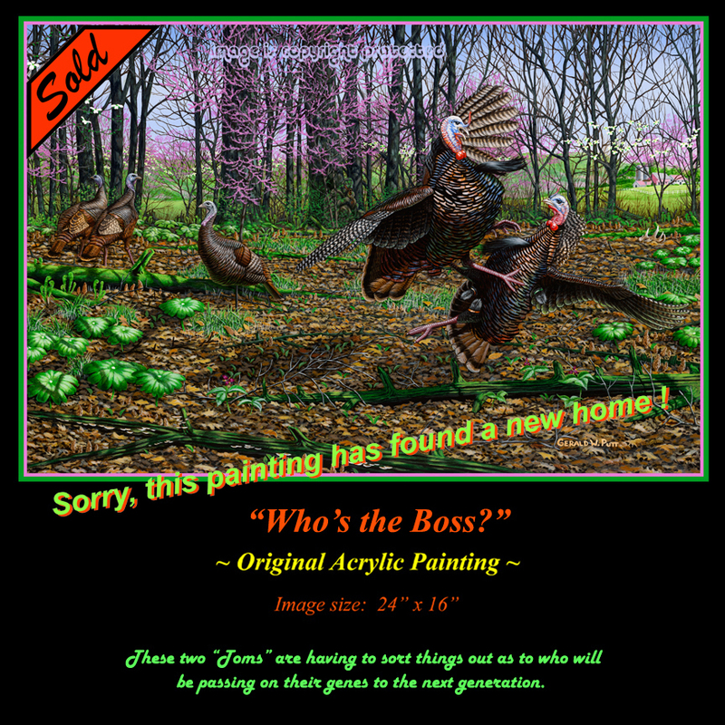 OR135 Whos the Boss - Fighting Turkeys 72 Sss(1).jpg
