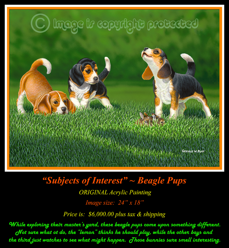OR142 Subjects of Interest - Beagle Pups 72 Original.jpg