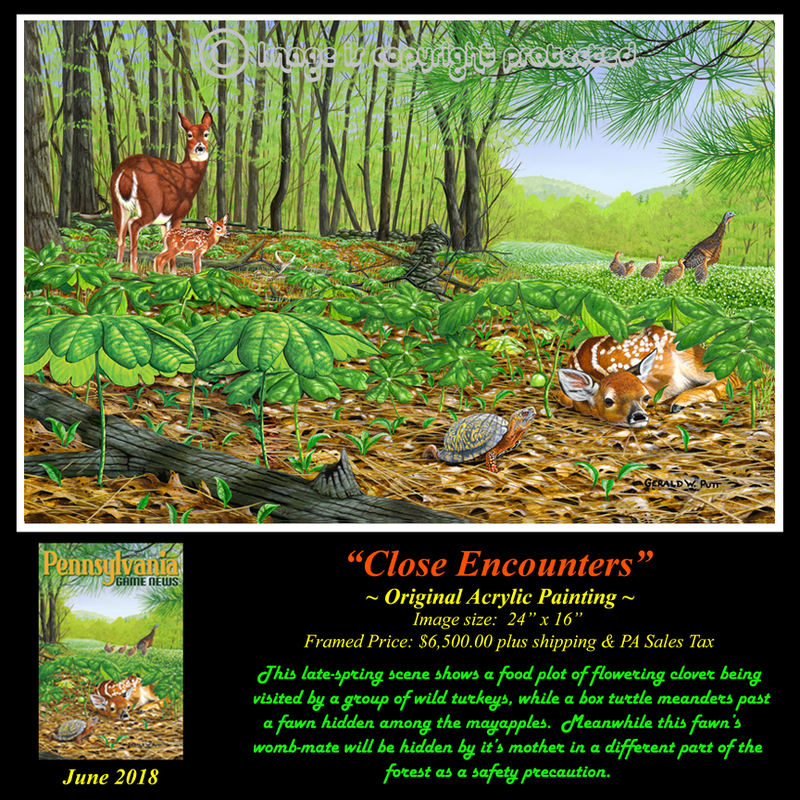 OR143 Close Encounters - Original - Fawn  Turtle 72 4-9-18.jpg