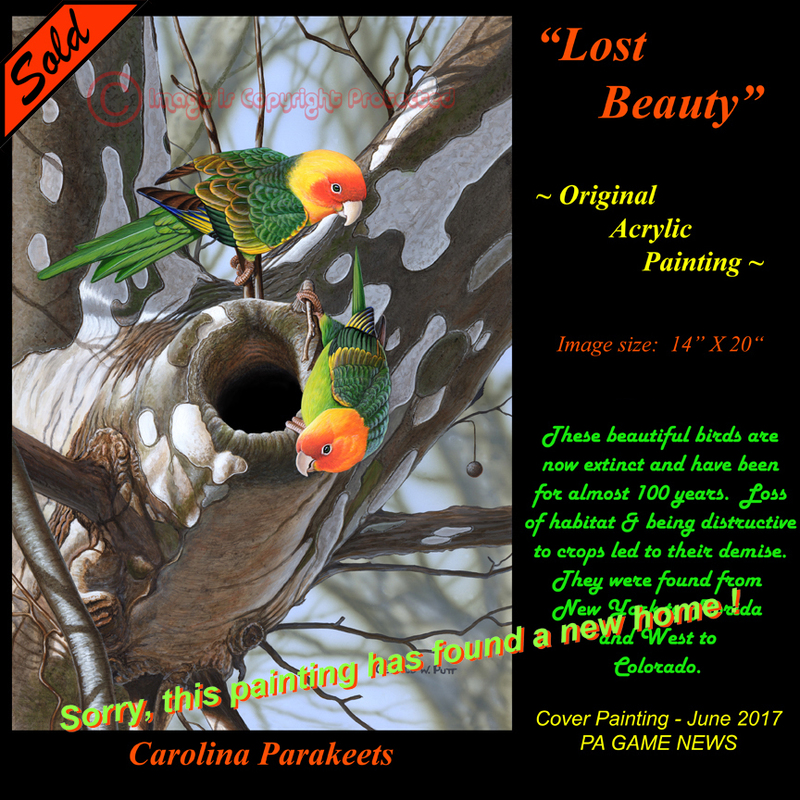 OR145 Lost Beauty - Carolina Parakeet Sss(1).jpg