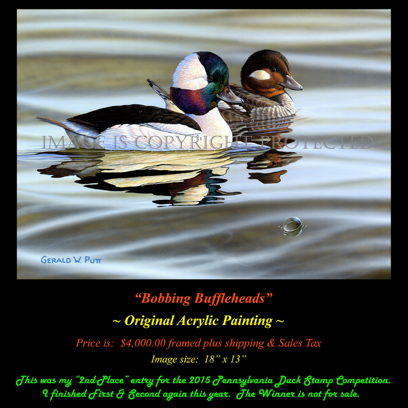 OR169 PA 2015 Bobbing Buffleheads(1).jpg