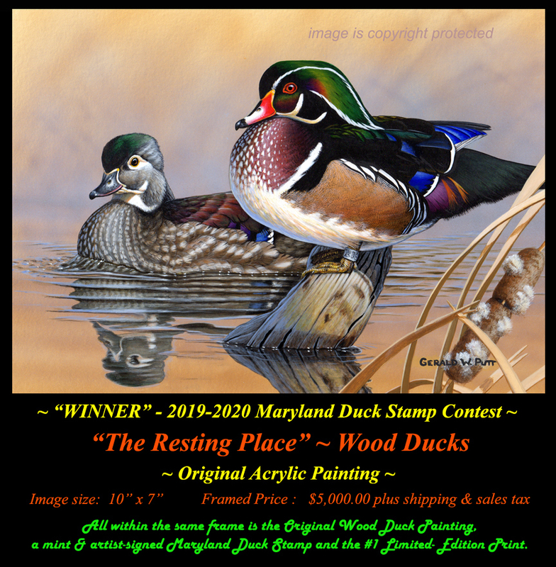OR182  Maryland Duck Stamp Original 72(1).jpg