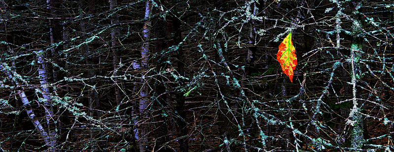 DSC_0832 - Version 2.jpg