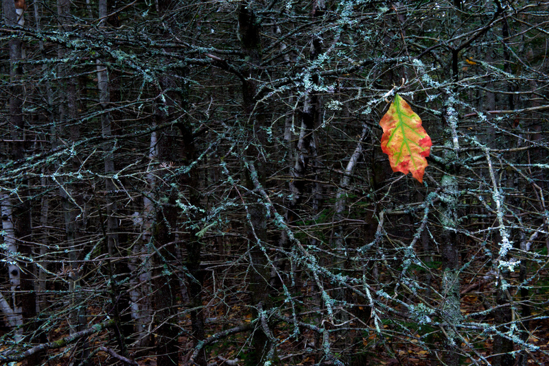 DSC_0849 - Version 2.jpg