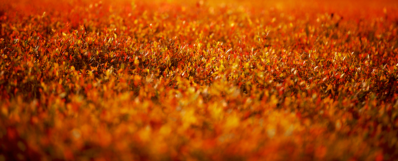 DSC_1732 - Version 3.jpg