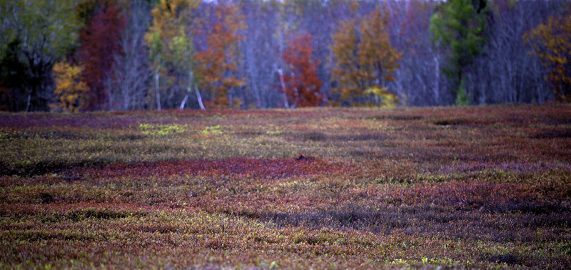 DSC_1740 - Version 2(1).jpg