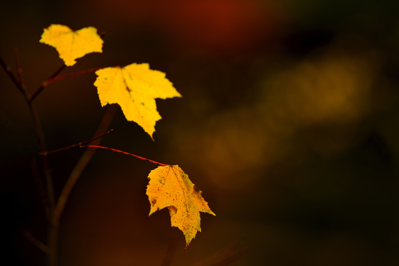 DSC_2614 - Version 3.jpg