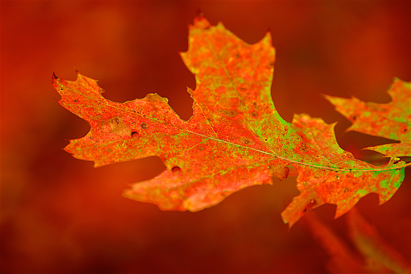 DSC_2632 - Version 2(1).jpg