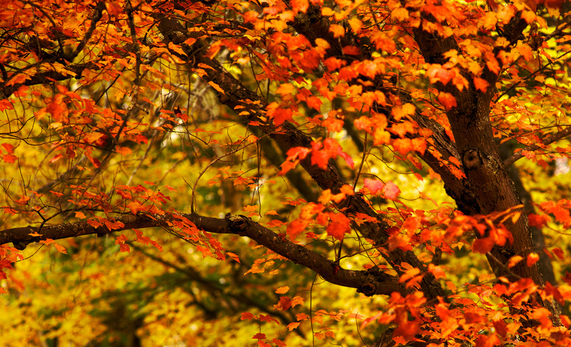 DSC_2732 - Version 2-2.jpg