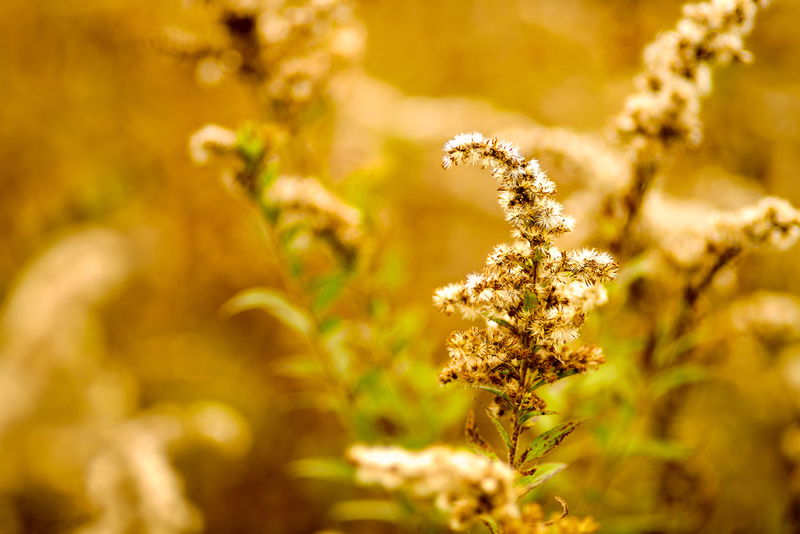 DSC_2897 - Version 2.jpg