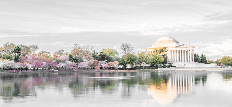 Early DC Morning(2).jpg :: Cherry Blossoms
