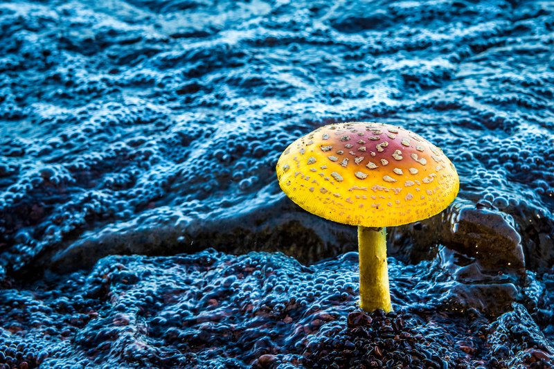 New Age Day.jpg :: New Age Day