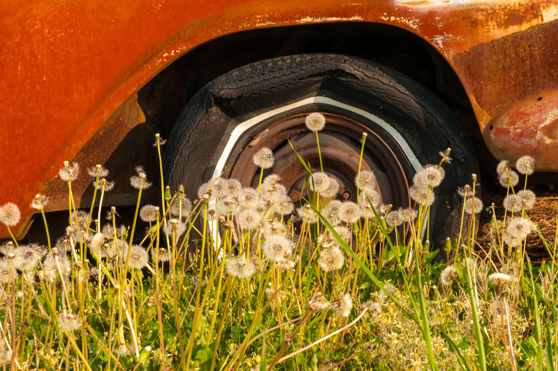 Peacefully Sleeping.jpg :: Peaceful image, old metal car with flowers