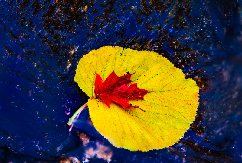 Red Passanger(1).jpg :: Red Passanger