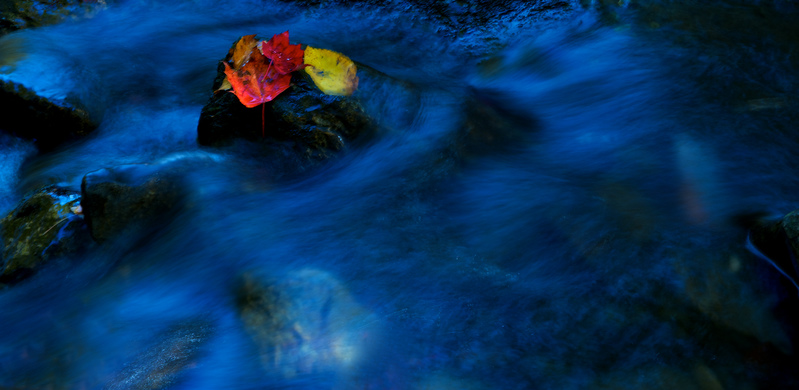 Red Yellow Leaf(1).jpg