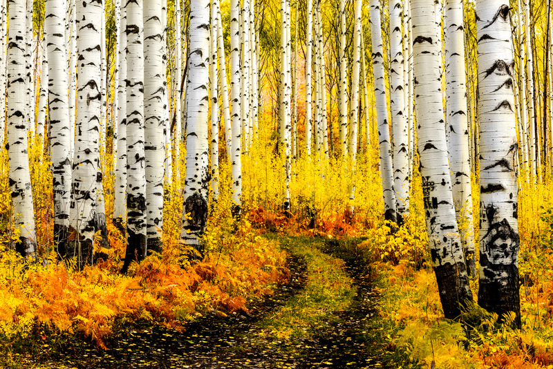 Road back home(1).jpg