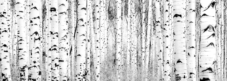 Road back home(2).jpg :: Masterpiece Aspen