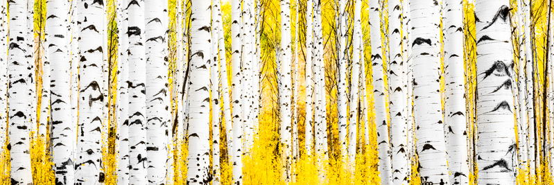 Road back home-2(1).jpg :: Masterpiece Aspen