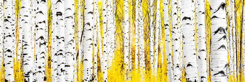 Road back home-2.jpg :: Masterpiece Aspen