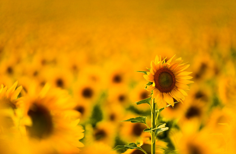 Sweet Yellow Songbird.jpg :: Sweet Yellow Songbird