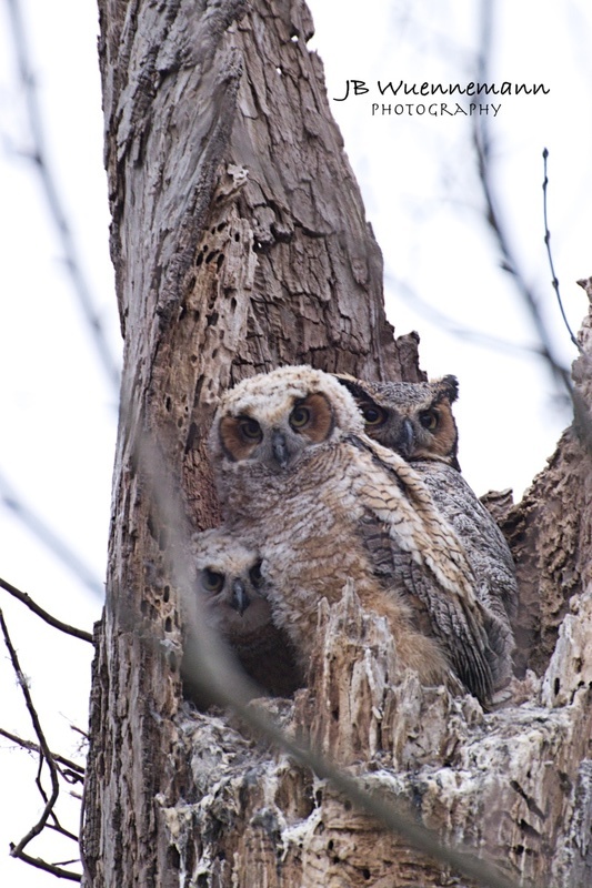 3 Great Horned Owls Looking out(1)_1.jpg