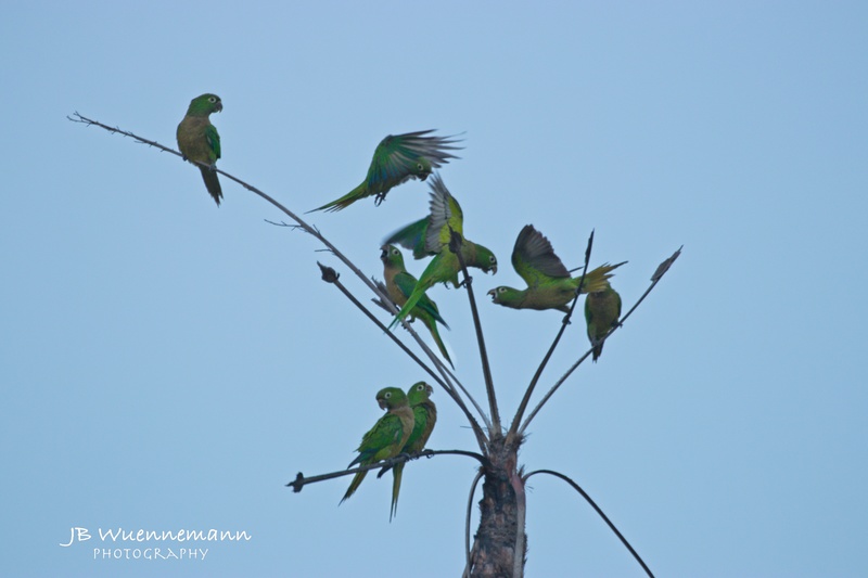 8 Olive-throated Parakeets Adult (AZTEC).jpg