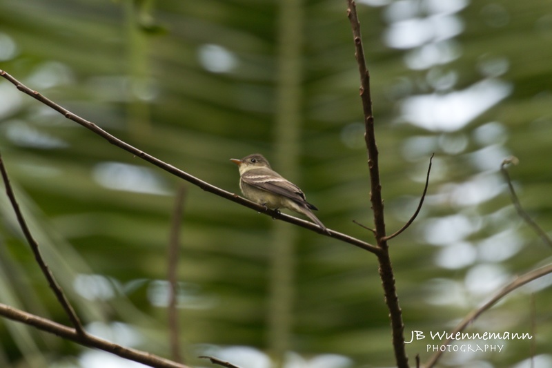 Acadian Flycatcher.jpg