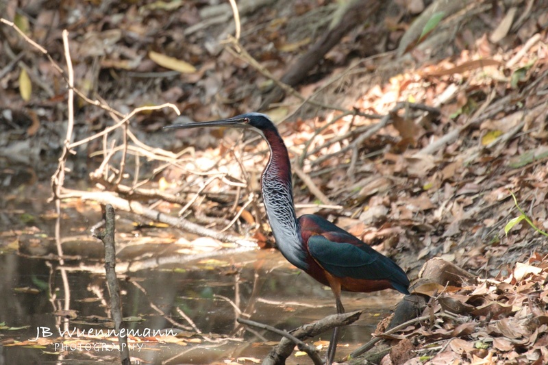 Agami Heron Adult.jpg