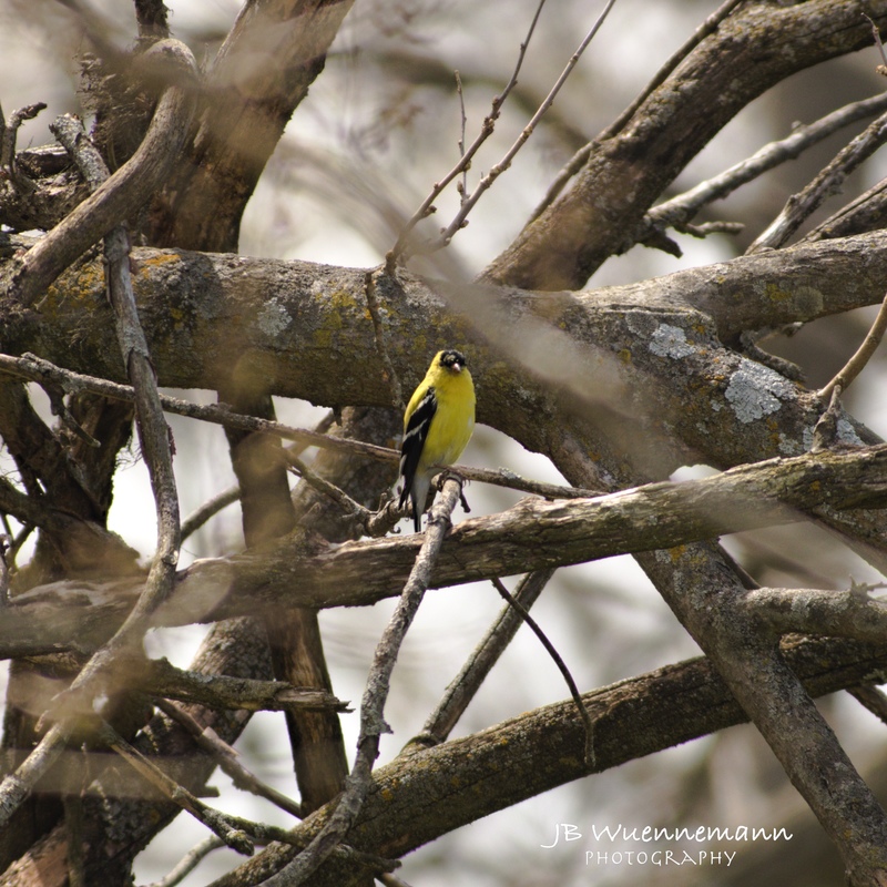 American Goldfinch at Martha Lafite.jpg