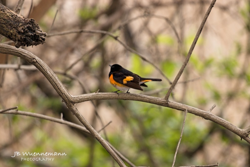 American Redstart Adult Male.jpg