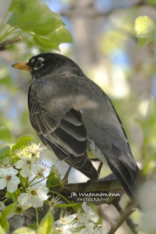 American Robin Spring Time.jpg