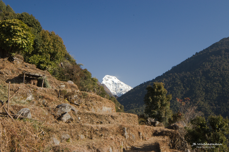 Annapurna Rice Field and Himalayas.jpg