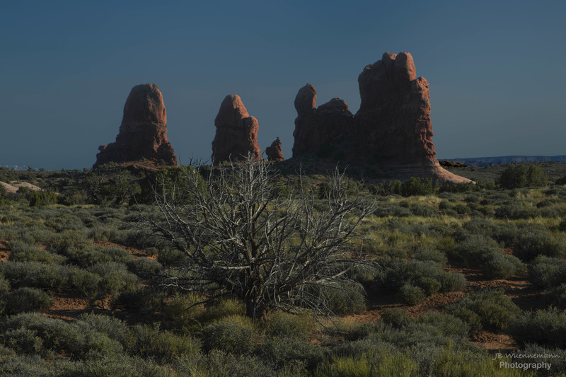 Arches One Tree  Two Rocks(1).jpg