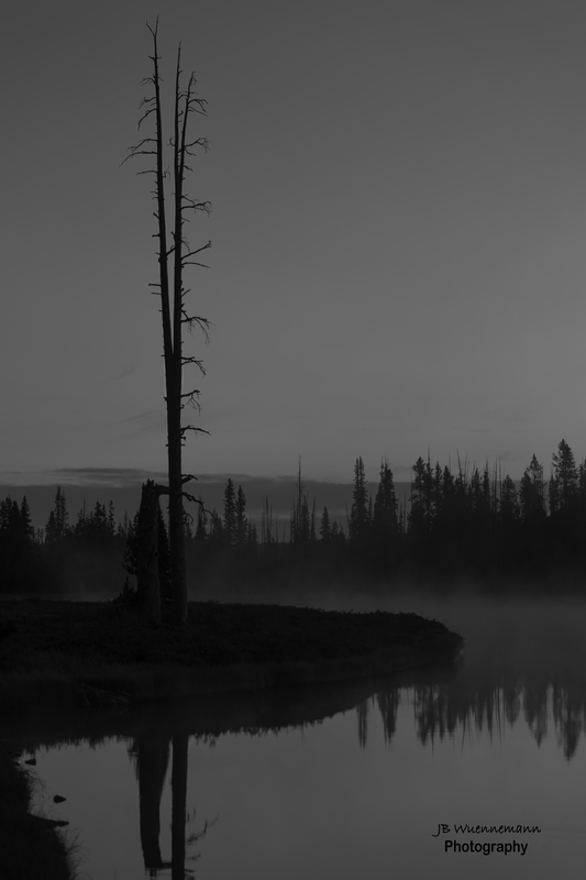 BW Tree Fog.jpg