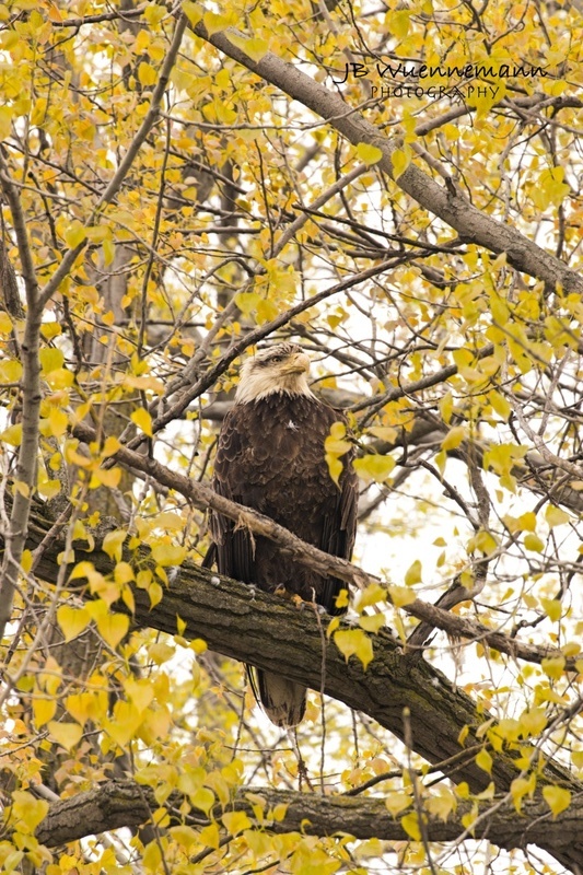 Bald Eagle Adult_1.jpg