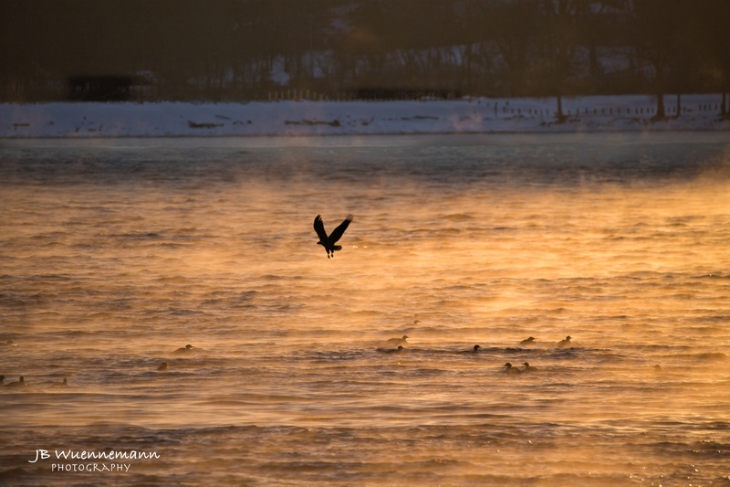 Bald Eagle Ducks Morning Mist.jpg