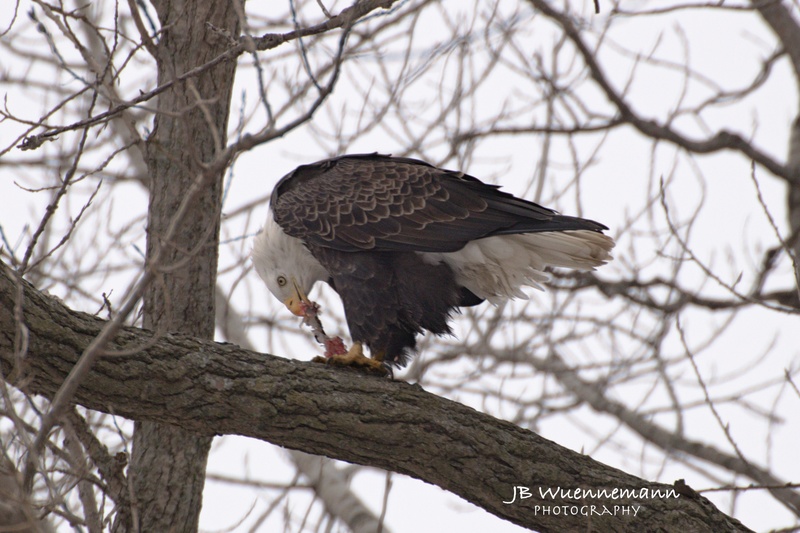Bald Eagle Fish iLunch(1).jpg