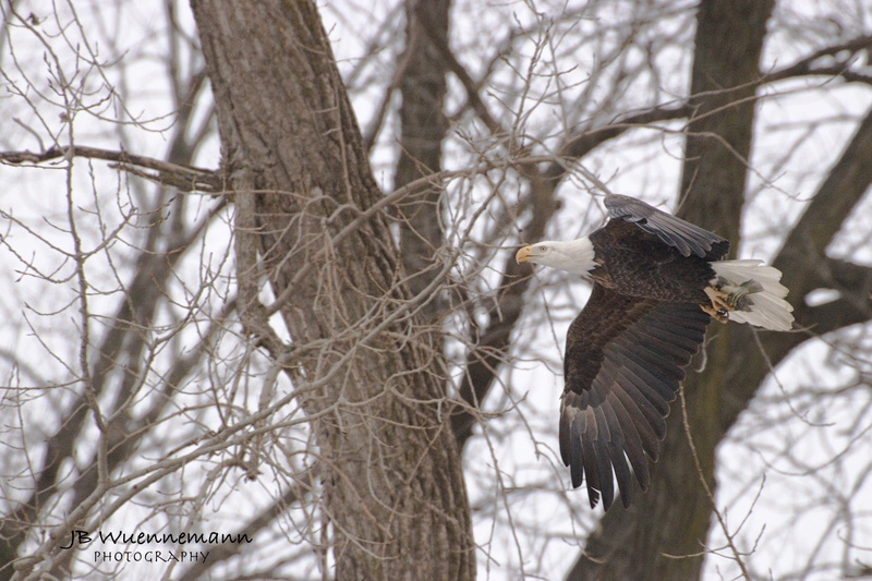 Bald Eagle Fish in Hand(1).jpg