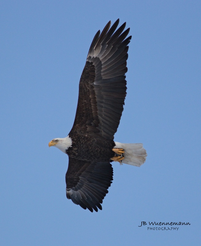 Bald Eagle Flying Blue Sky(1).jpg