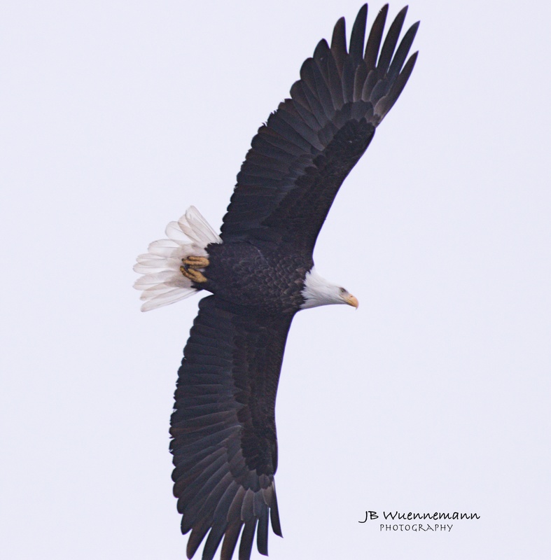 Bald Eagle Fulll Underbody(1).jpg