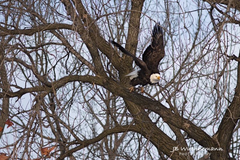 Bald Eagle Taking Flight.jpg