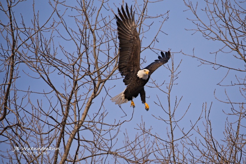 Bald Eagle Taking Off.jpg