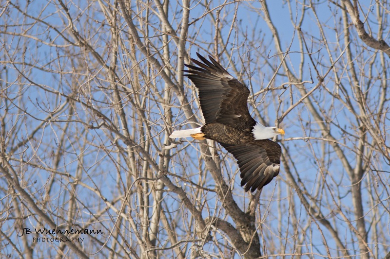 Bald Eagle in the Trees.jpg
