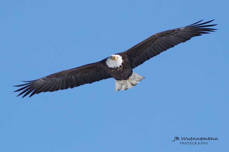 Bald Eagle the Look.jpg