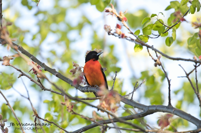 Baltimore Oriole Adult Male Spring colors.jpg