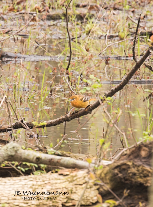 Baltimore Oriole Female.jpg
